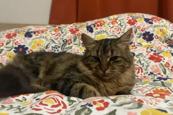 Chat trouvé Garçon, Tours (ff507719) - photo