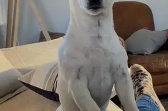 Chien perdu , photo : Chien disparu Garçon (fl507721)