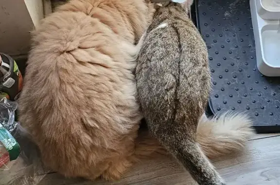 Chat perdu, , photo: Chat disparu Garçon (fl507724)