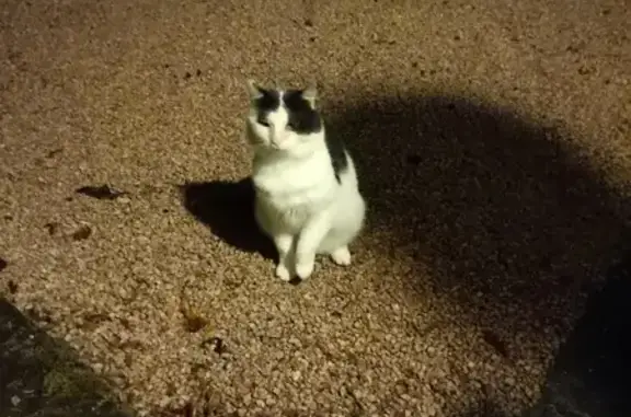 Animaux trouvés , photo: Chat trouvé Fille (ff507725)