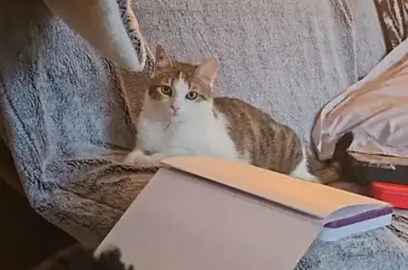 Chat perdu, Ebersheim, photo: Chat disparu Fille, Ebersheim (fl507727)