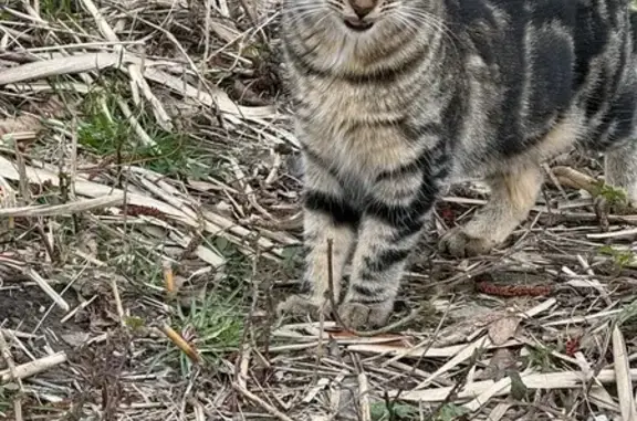 Animaux perdus Villefontaine, photo: Chat disparu Fille, Villefontaine (fl507732)
