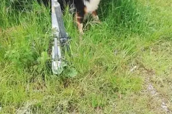 Chien perdu , photo : Chien disparu Garçon (fl507743)