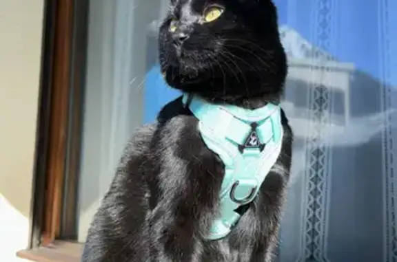 Chat disparu Garçon, Fermanville (fl507746) - photo
