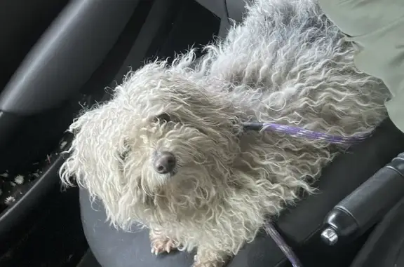 Chien trouvé Fille, Bourgbarré (ff507747) - photo