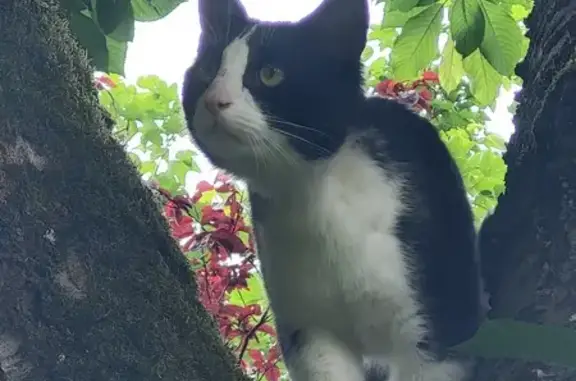 Chat trouvé, Morsang-sur-Orge (ff507748) - photo
