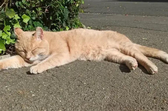 Animaux perdus Lille, photo: Chat disparu Garçon, Lille (fl507744)