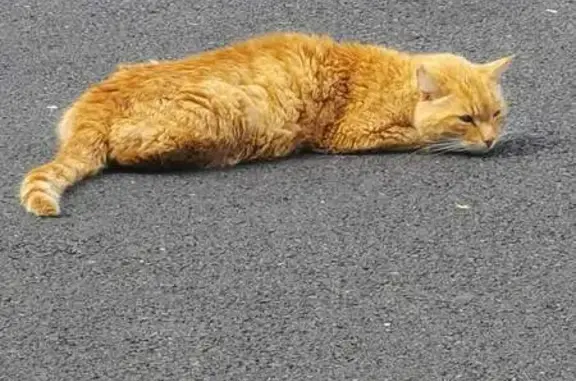 Chat roux docile trouvé à Sarralbe - photo