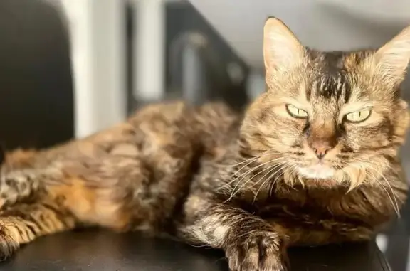 Animaux perdus Saint-Genis-Pouilly, photo: Chat disparu Fille, Saint-Genis-Pouilly (fl507753)