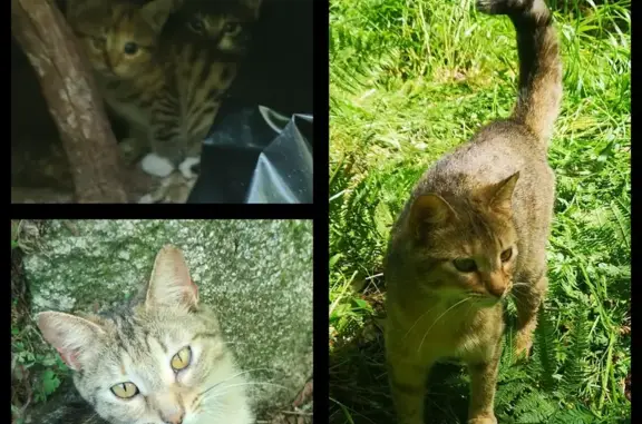 Chat trouvé Fille (ff507760) - photo