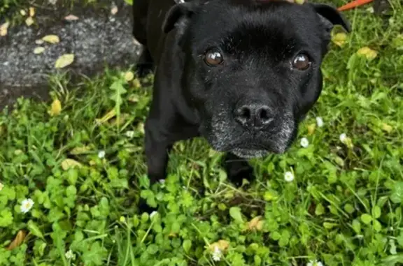 Chien trouvé Fille, Saint-Mariens (ff507765) - photo