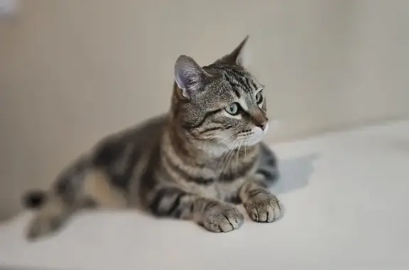 Animaux perdus Ernée, photo: Chat disparu Garçon, Ernée (fl507766)