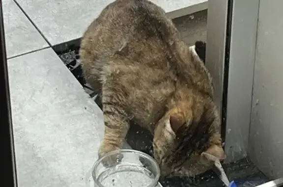 Animaux trouvés Besançon, photo: Chat trouvé Garçon, Besançon (ff507770)