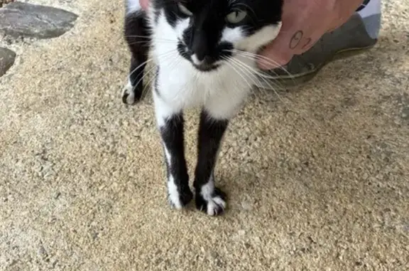 Chat trouvé Garçon (ff507771) - photo