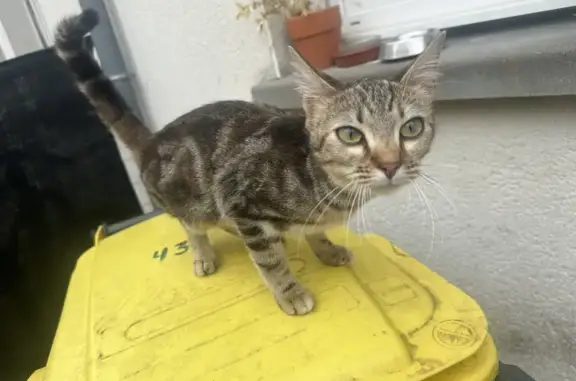 Chat trouvé, Ruelle-sur-Touvre (ff507773) - photo