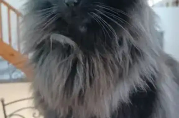 Chat perdu, , photo: Chat disparu Garçon (fl507775)