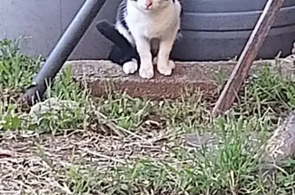 Chat trouvé, Le Cannet (ff507776) - photo
