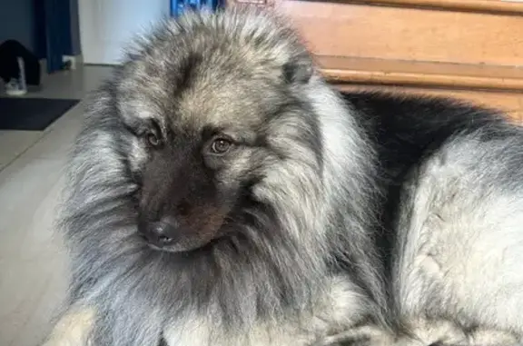 Chien perdu Dieppe, photo : Chien disparu Garçon, Dieppe (fl507779)
