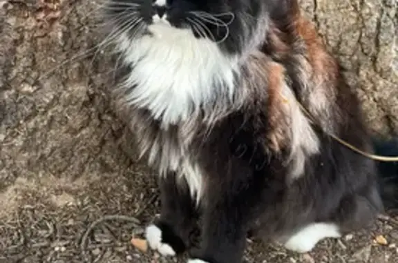 Animaux perdus , photo: Chat disparu Garçon (fl507786)
