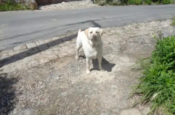 Chien trouvé Garçon (ff507790) - photo