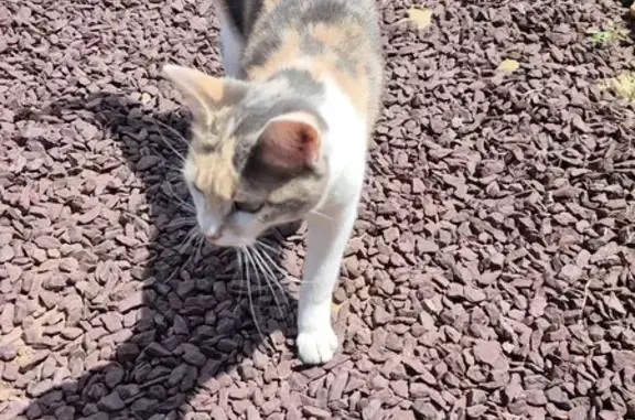 Chat trouvé Fille (ff507793) - photo