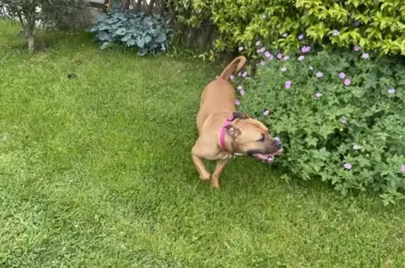 Chien trouvé Garçon, Le Plessis-Trévise (ff507795) - photo