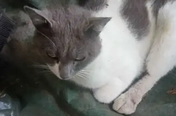 Chat trouvé Garçon (ff507799) - photo