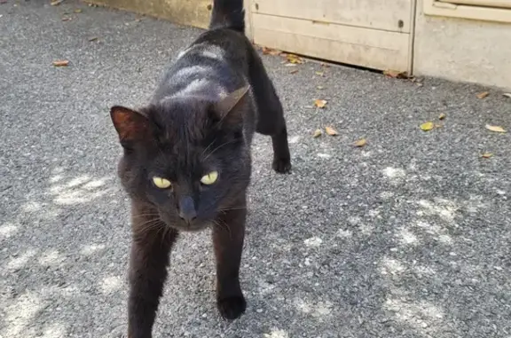 Chat trouvé, Marseille Bompard (ff507803) - photo
