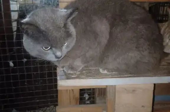 Chat trouvé Fille (ff507805) - photo