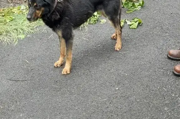 Chien trouvé, Azay-le-Rideau (ff507812) - photo