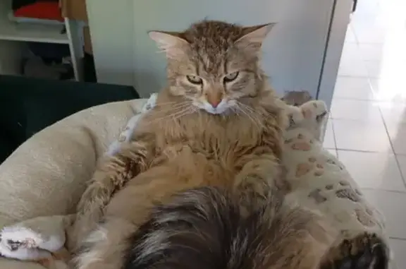 Chat perdu, , photo: Chat disparu Fille (fl507813)