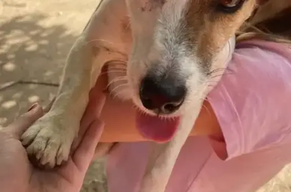 Chien trouvé Garçon (ff507816) - photo