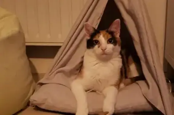 Chat perdu, Saint-André-des-Eaux, photo: Chat disparu Fille, Saint-André-des-Eaux (fl507817)