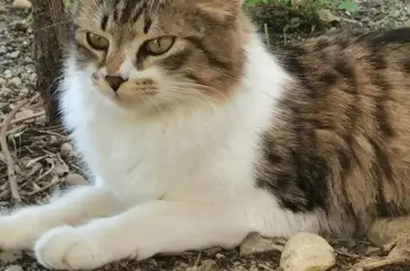 Chat trouvé Fille, Montpellier (ff507818) - photo