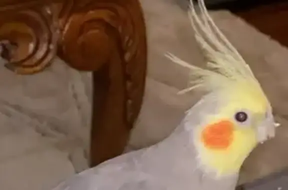 Lost pets , photo: Lost bird