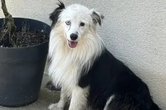Chien trouvé Garçon, Ballots (ff507823) - photo