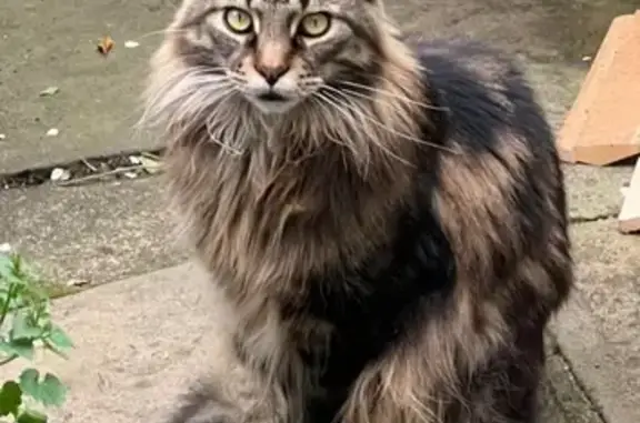Lost Nervous Cat - Smallshaw Ln, 70 - Help!