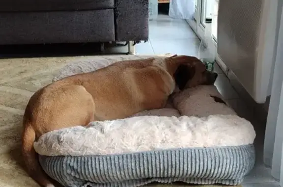 Chien mâle beige perdu à Vailhauquès - photo