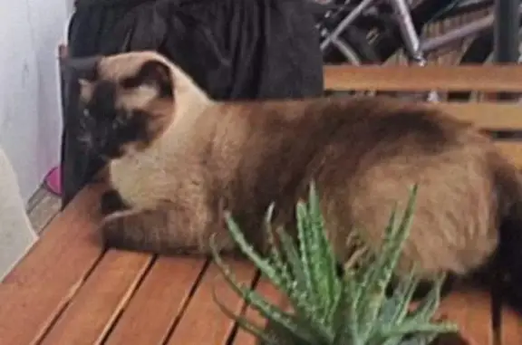 Chat perdu, Nice, photo: Chat Siamois perdu, Nice 320