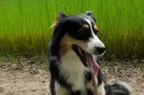 Chien perdu , photo : Chien perdu: Shannon, Mesnil-Germain