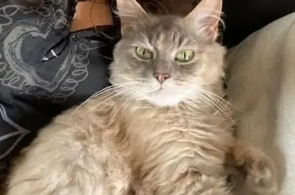 Animaux perdus Gagny, photo: Chatte perdue à Gagny