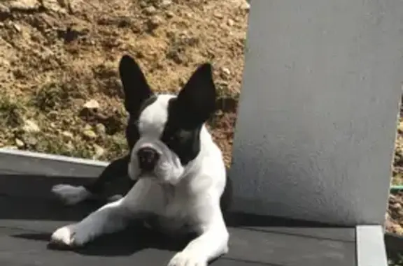 Chien perdu , photo : Chien Boston terrier perdu
