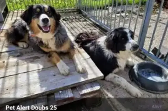 Chiens perdus: Collie et Berger - photo