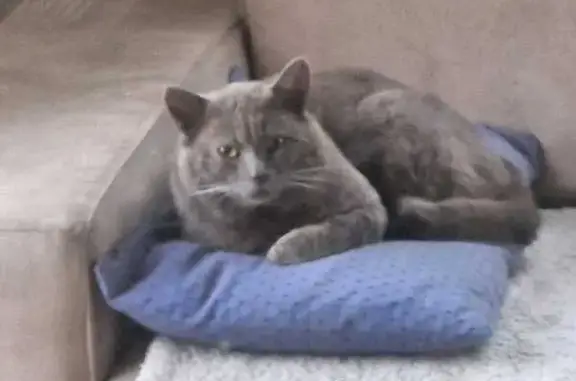 Chat gris européen trouvé à La Crau - photo
