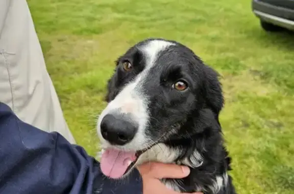 Chien trouvé Chabanais, photo: Chienne border collie retrouvée
