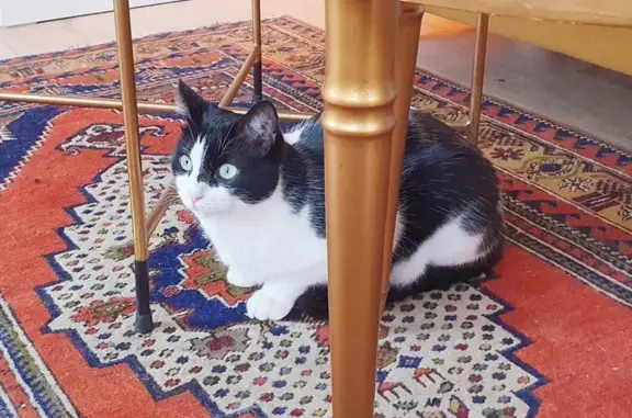 Animaux perdus La Jarne, photo: Appel à l'aide : Chat perdu à La Jarne