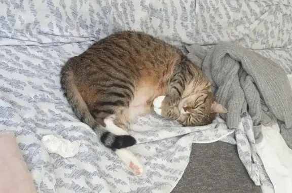 Animaux perdus Oberhausbergen, photo: Chat perdu à Oberhausbergen