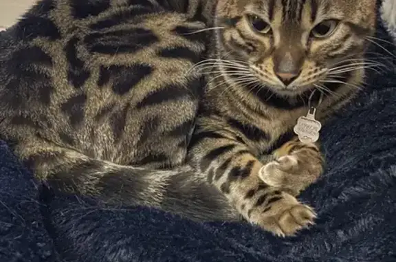 Chat perdu, Blainville-sur-Orne, photo: Chat Bengal Babouche disparu