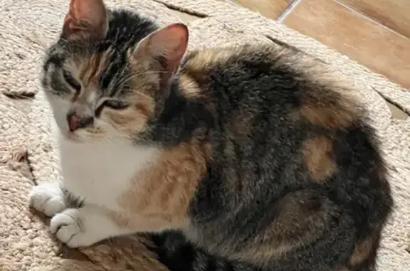 Chatte tricolore trouvée affamée - photo