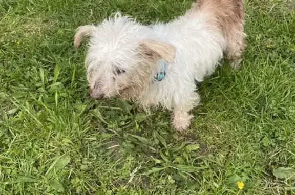 Chien blanc-beige perdu à Vire - photo